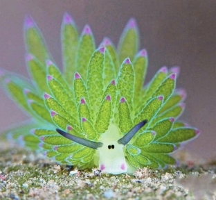 ПРОЕКТ "ИСКЛЮЧЕНИЯ"