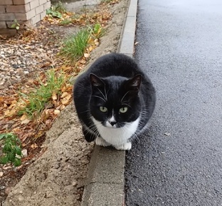 Коты