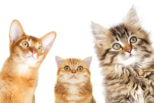 Породы кошек 