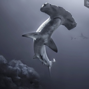 Молот-рыба: тайны, интеллект и охота в глубинах