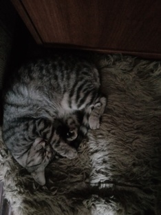 Наши питомцы