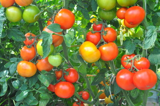 Рассада помидоров