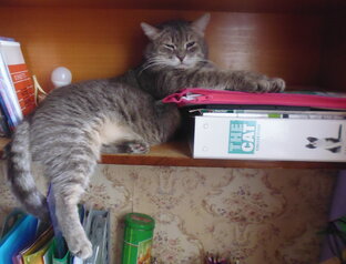 Байки о котейках