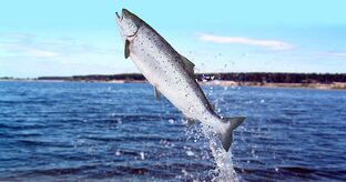 Рыба и природа