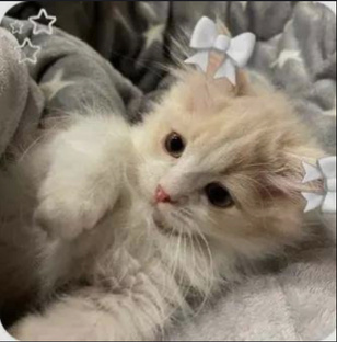 Мои истории