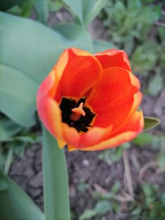 тюльпан 
