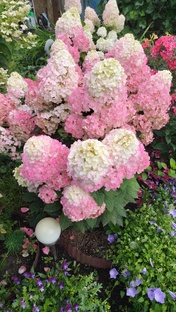 Мой сад, моё любимое хобби. 