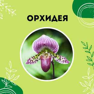 Про орхидею