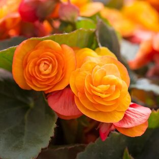 Бегония. Выращивание и уход.