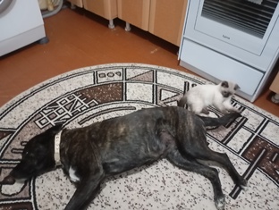 Две подружки.