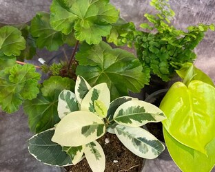 Коллекция комнатных растений