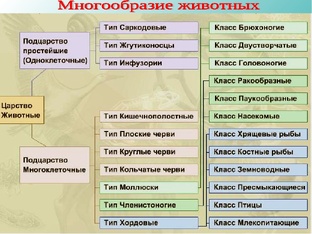 Конспекты по зоологии