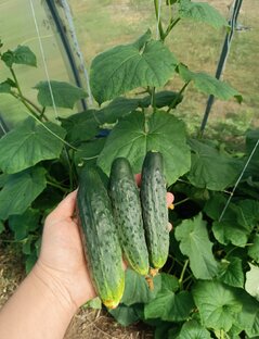 Жизнь в деревне