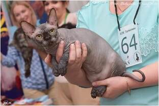 Разведение кошек