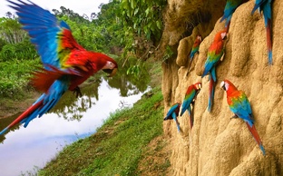 Животный мир