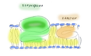 Пигменты растений