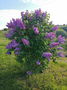Лирические экспромты
