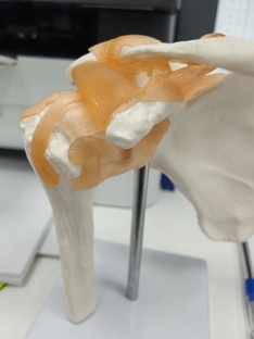 Плечевой сустав