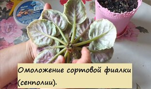 Цикл "Омоложение Сенполий"!