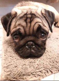 Мопсы тоже люди