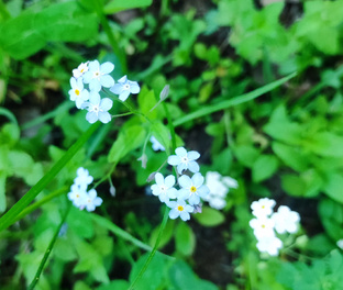 Истории мамы.