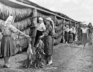 Табачные страны