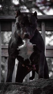 Немного о породах