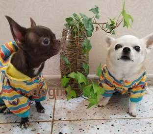 Приветы из дома от выпускников