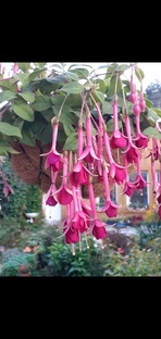 Фестиваль фуксий в Воздвиженском.10-11августа 2024г.