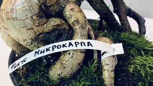 Бонсай