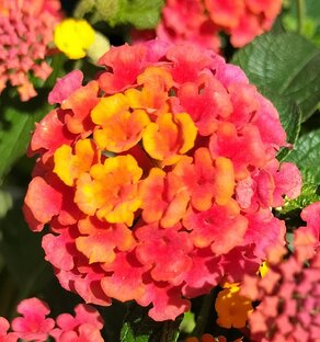 Стихи Галины Фоминой