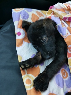 Мои волонтерские истории