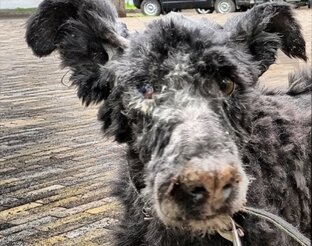 Помогаем ЧЕРНЫШУ