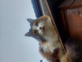 Коты. Жизнь замечательных котов.