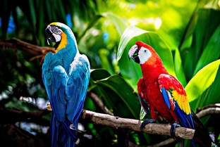 Красивая природа 4К