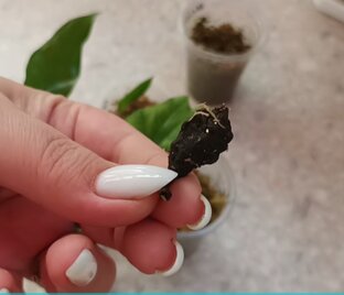 Алоказии из клубеньков