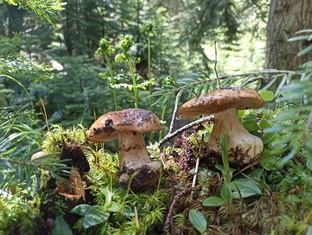 Грибы