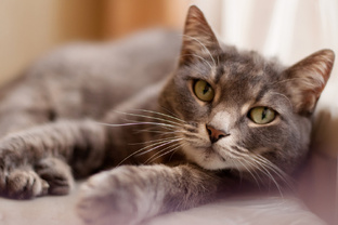 Котики