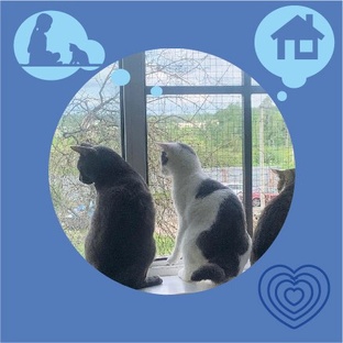 Ждут своего человека (кошки)