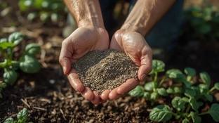 Работа с почвой: решения без универсальных рецептов