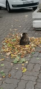 Наблюдения