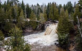 Вечные красавцы. Все о хвойных растений