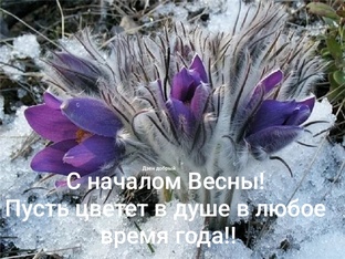 #весна #весенние_цветы #подснежрики #проталинки #первый_день_весны #с_началом_ве