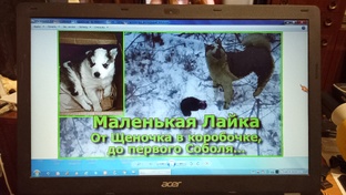 Маленькая Лайка