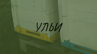 Ульи