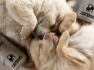 CATDOG