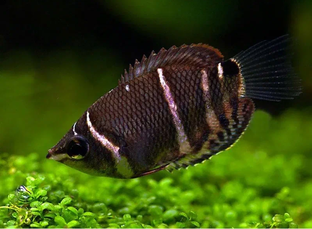 Лабиринтовых рыбки 