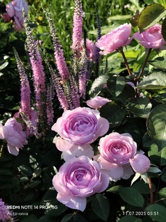 КОМПАНЬОНЫ ДЛЯ РОЗ. МОЙ ОПЫТ