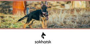 Всё о щенках