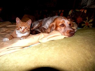 Ева, Златик, Проша, Багира и другие